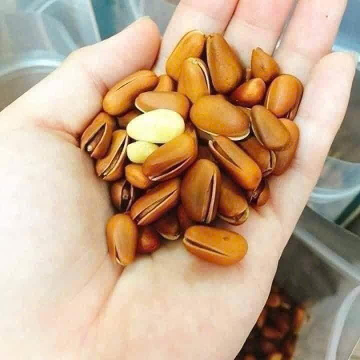 Hạt thông - 500gr-duoc-ban-tai-Đặc sản vùng cao HN