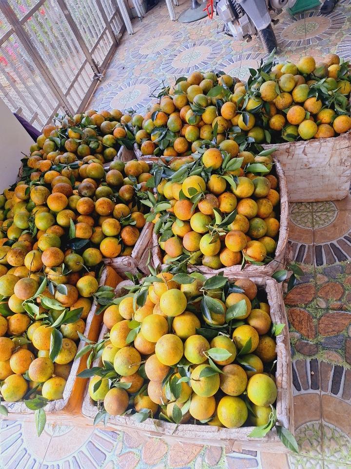Cam Cao Phong - 1kg-duoc-ban-tai-Đặc sản vùng cao HN