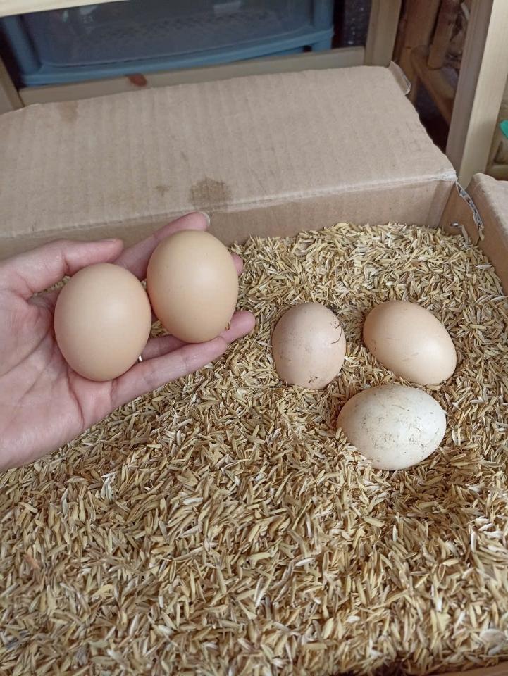 Trứng gà ta Bắc Giang - 1 quả-duoc-ban-tai-Đặc sản vùng cao HN