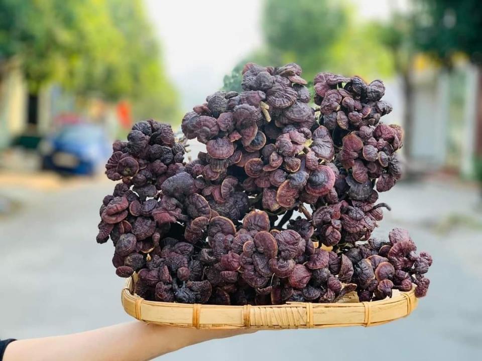 Nấm linh chi - nấm cổ cò - 1kg-duoc-ban-tai-Đặc sản vùng cao HN