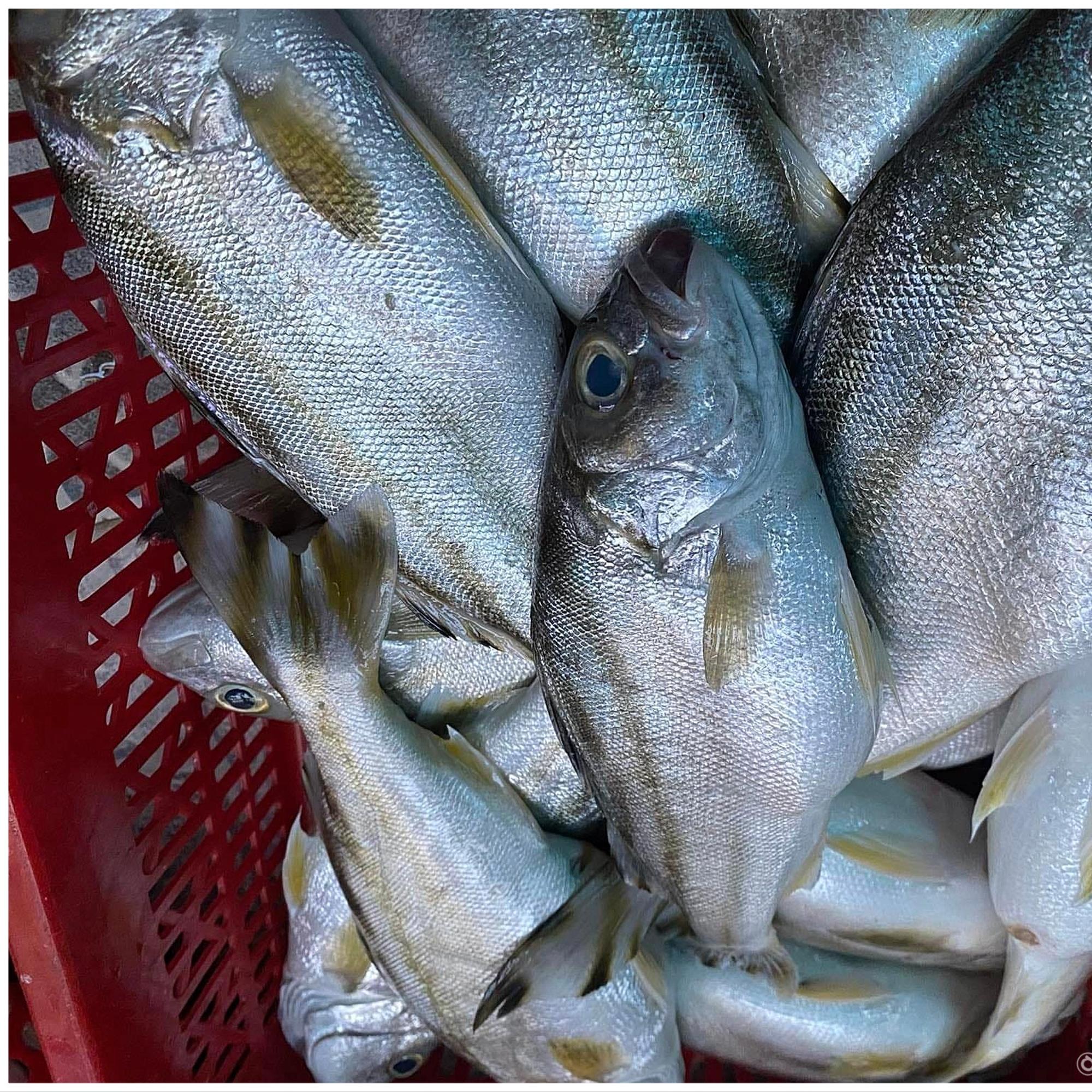 Cá Căng Biển (3-4c/kg)-duoc-ban-tai-BẾP NHÀ DỪA
