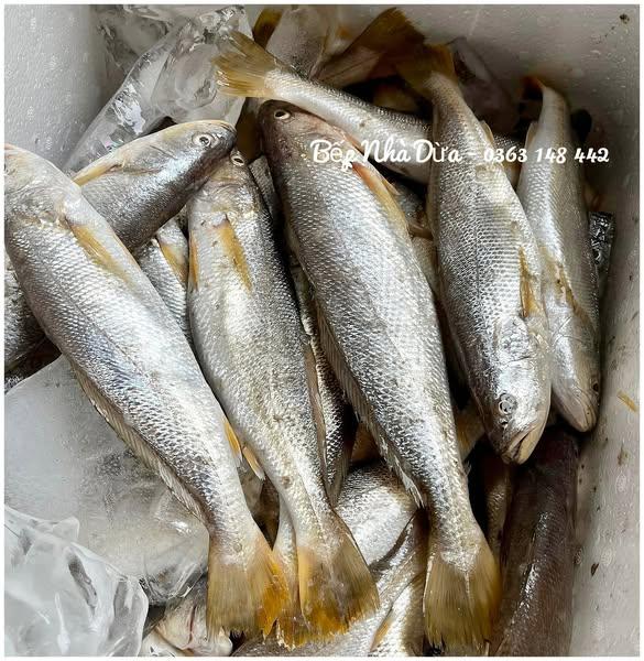 Cá Nanh/Lanh biển Thanh Hóa - giả nghệ - size 6 con-duoc-ban-tai-BẾP NHÀ DỪA
