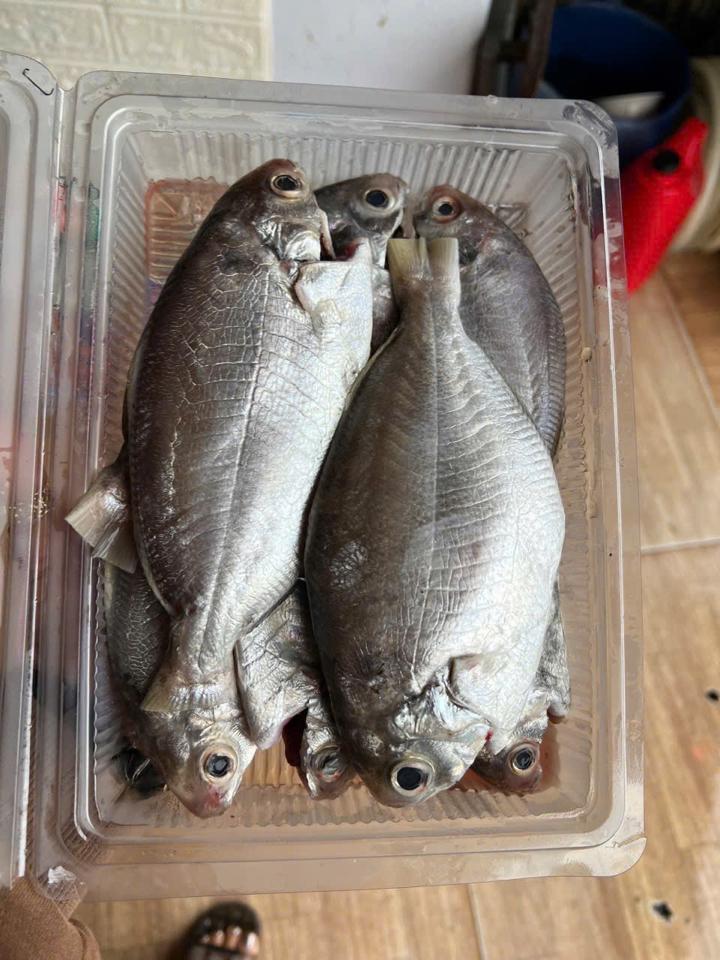 Cá đội đèn / sống mũi 6-8con/kg-duoc-ban-tai-BẾP NHÀ DỪA