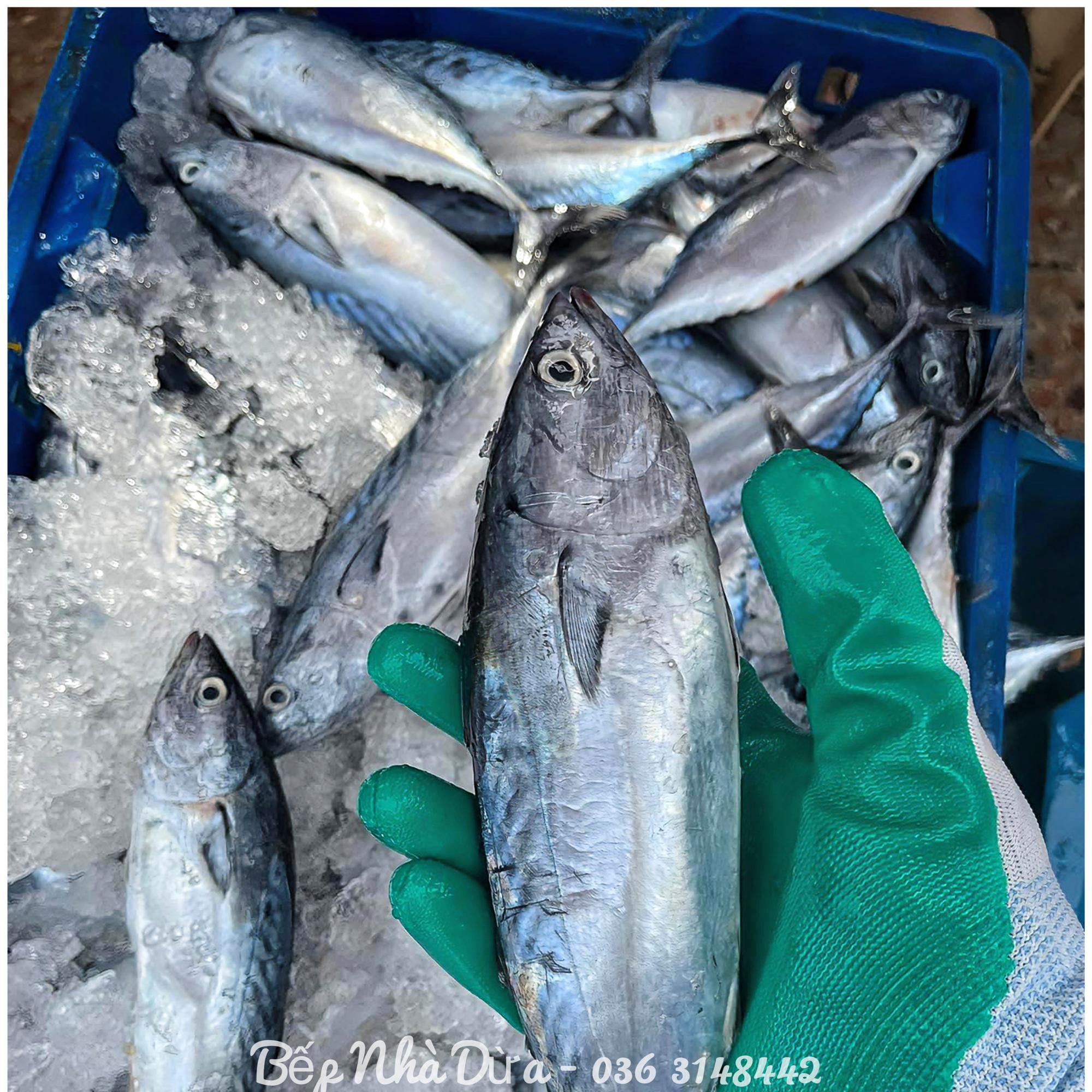 Cá Thu Ù (Cá Ù Ngừ) Size 4-5c/kg-duoc-ban-tai-BẾP NHÀ DỪA
