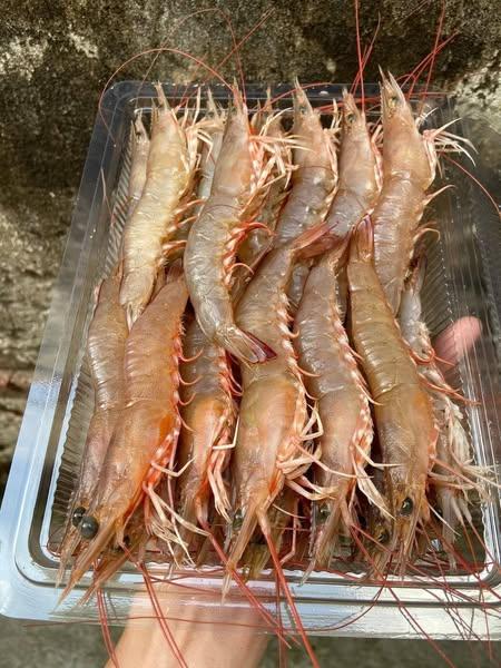 Tôm Bộp tự nhiên 100%, sống cấp size to ~30 con/kg-duoc-ban-tai-BẾP NHÀ DỪA