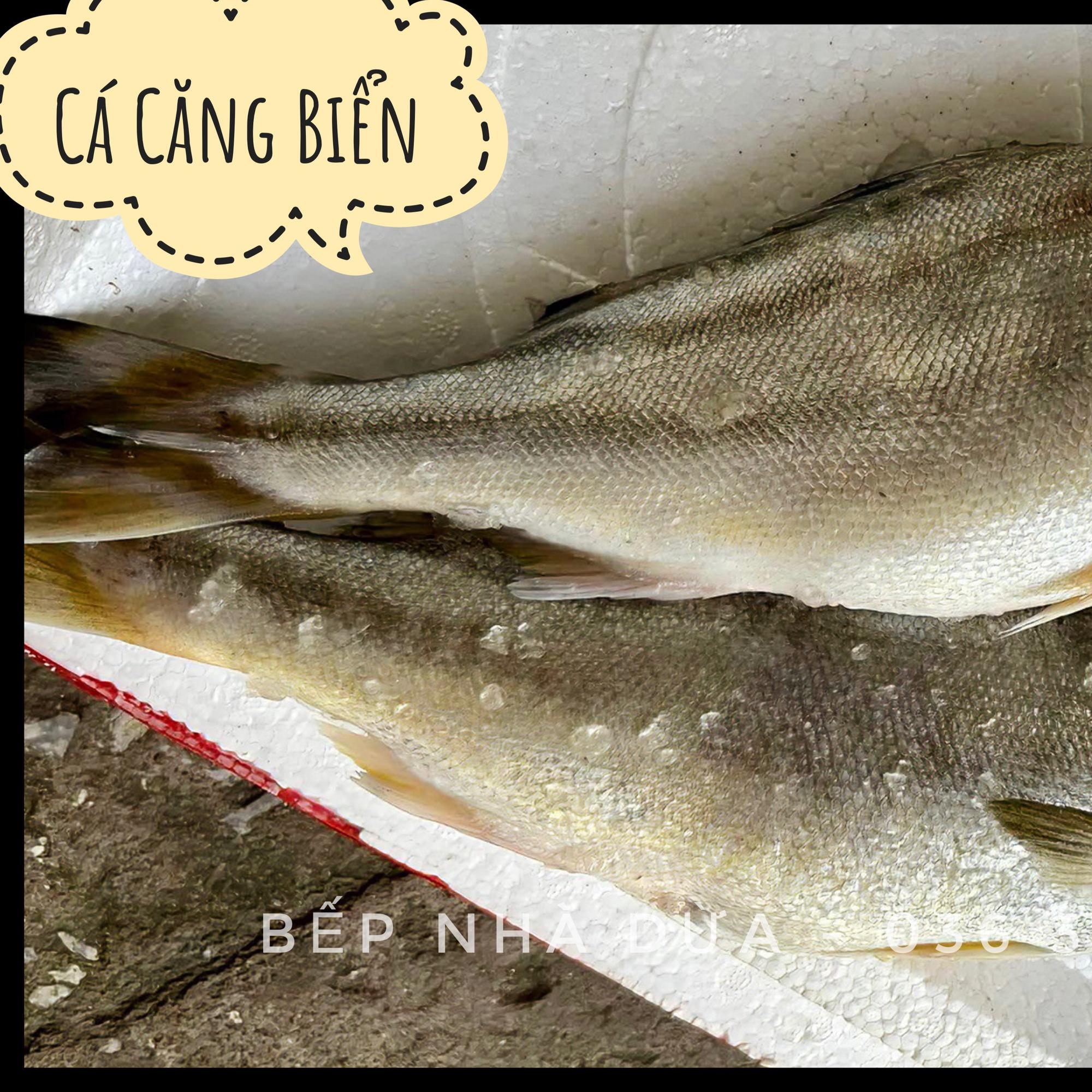 Cá Căng Biển (3-4c/kg)-duoc-ban-tai-BẾP NHÀ DỪA
