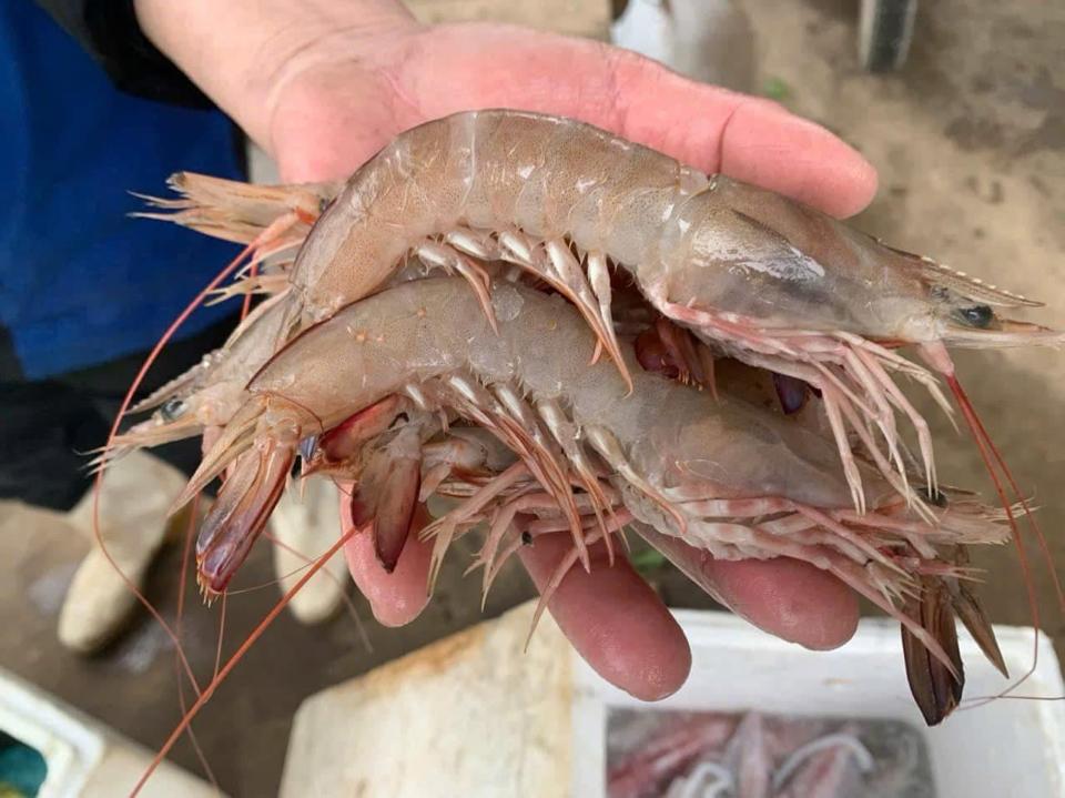 Tôm bộp size 22 to đẹp-duoc-ban-tai-BẾP NHÀ DỪA