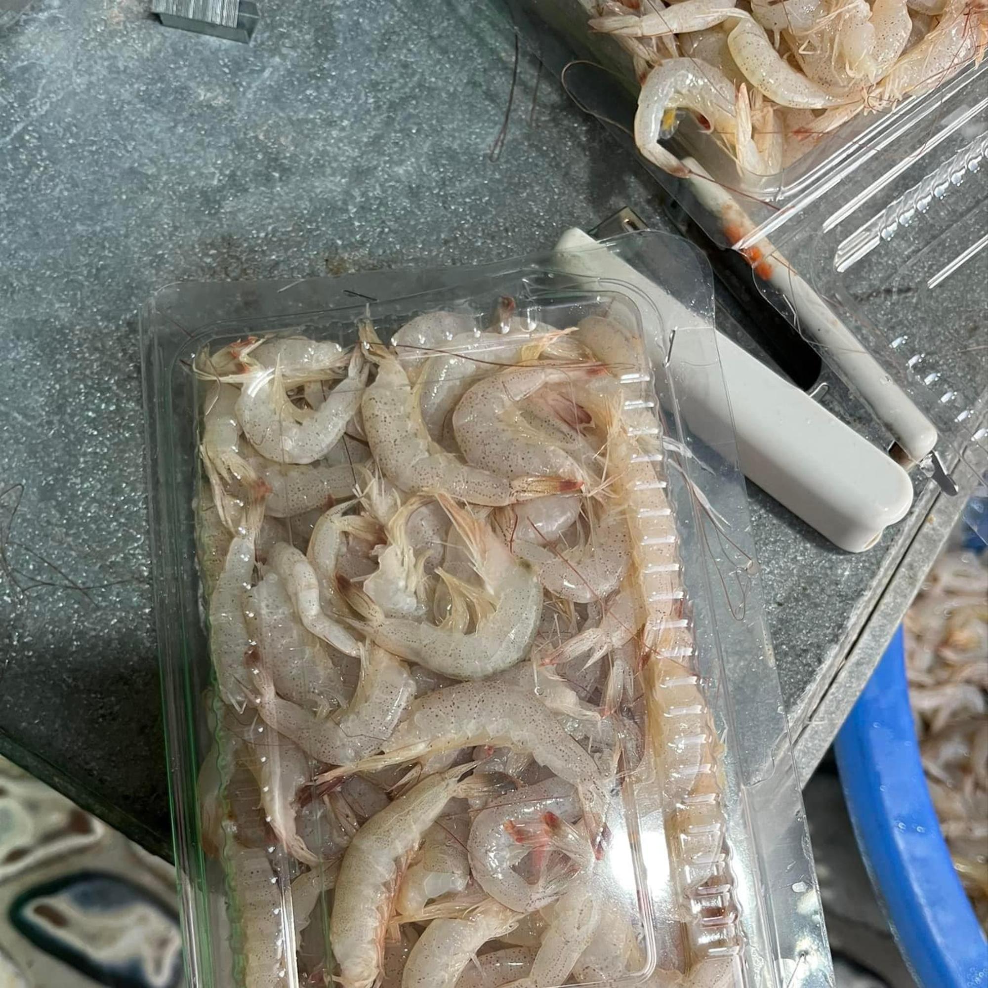 Tôm vàng biển - đánh te gần bờ -duoc-ban-tai-BẾP NHÀ DỪA