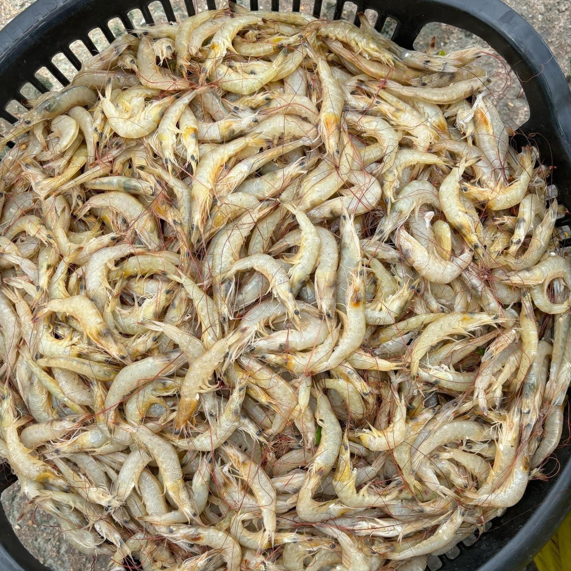 Tôm vàng biển - đánh te gần bờ -duoc-ban-tai-BẾP NHÀ DỪA