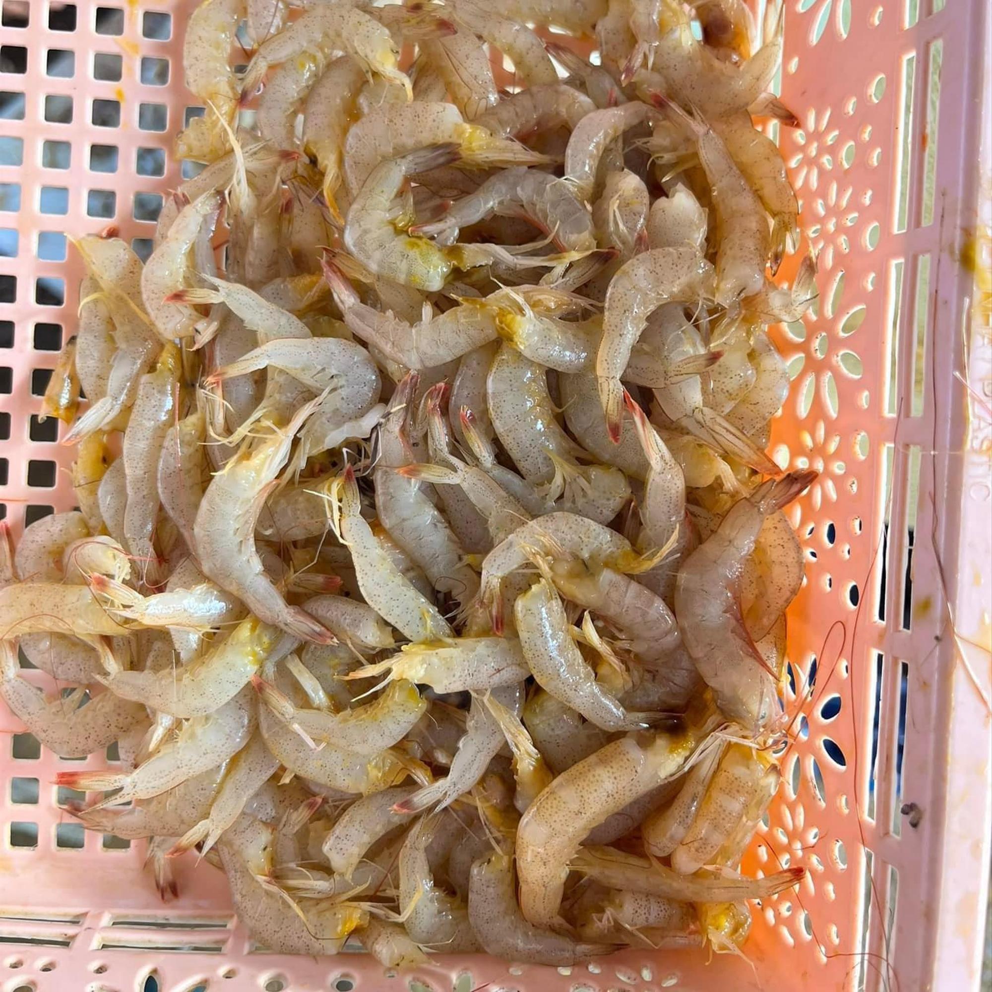 Tôm vàng biển - đánh te gần bờ -duoc-ban-tai-BẾP NHÀ DỪA