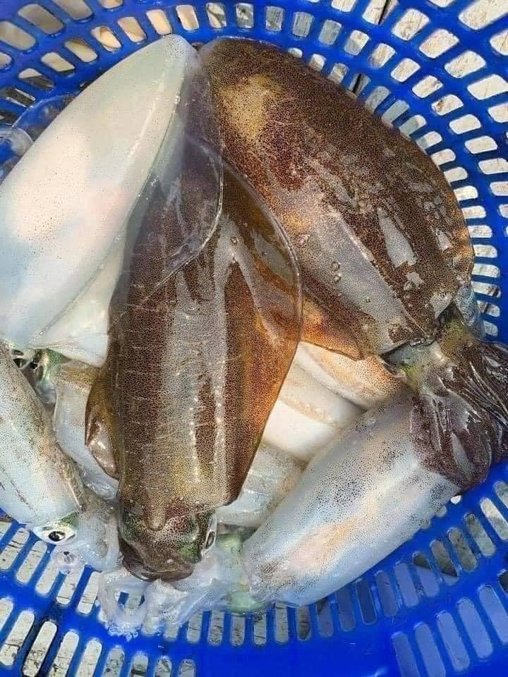 Mực lá câu nháy 3-4 lạng-duoc-ban-tai-BẾP NHÀ DỪA