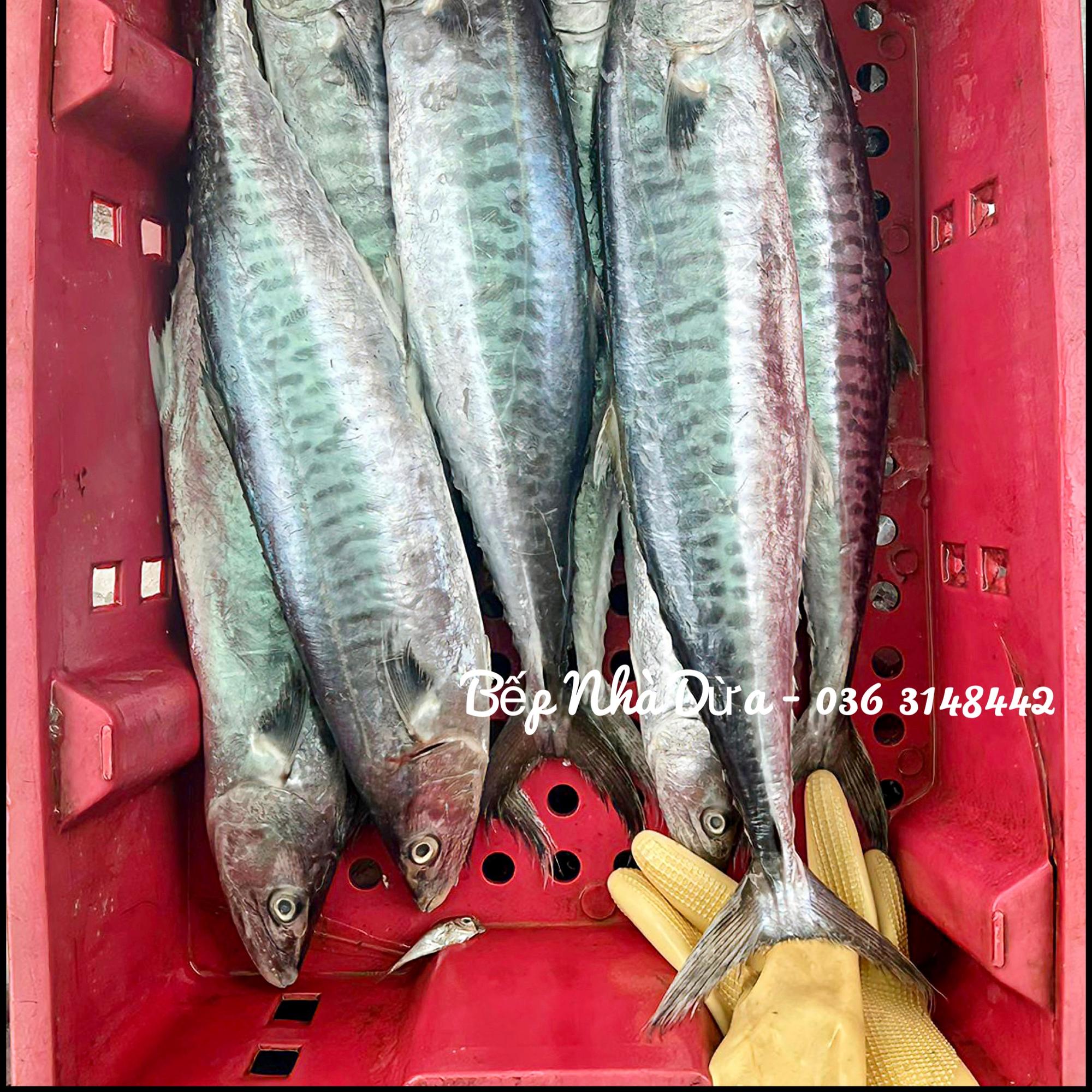 Cá Thu Non Nguyên Con (Size 6 lạng-1kg/con)-duoc-ban-tai-BẾP NHÀ DỪA
