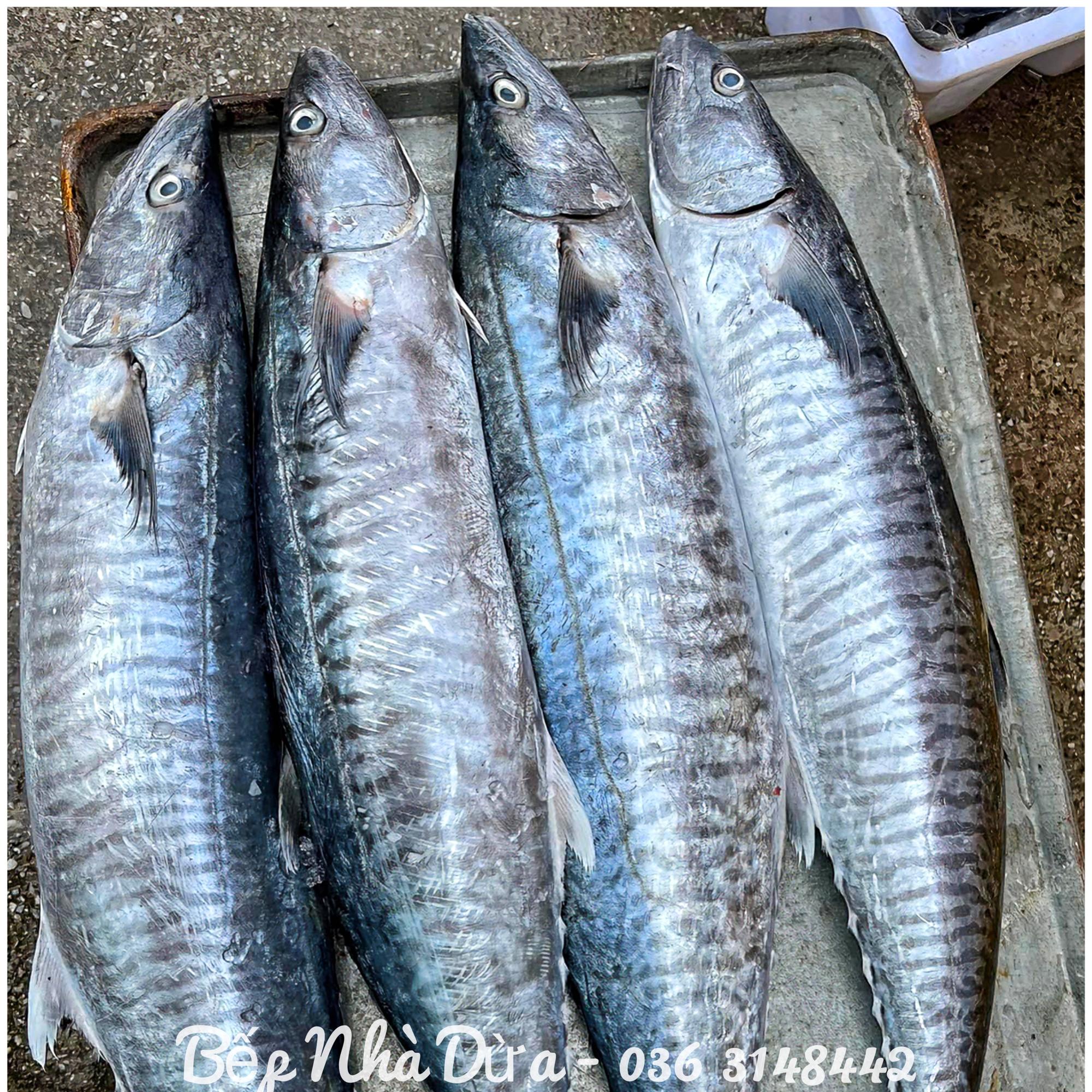 Cá Thu Câu Khúc Giữa (1.5-3 lạng/khúc)-duoc-ban-tai-BẾP NHÀ DỪA