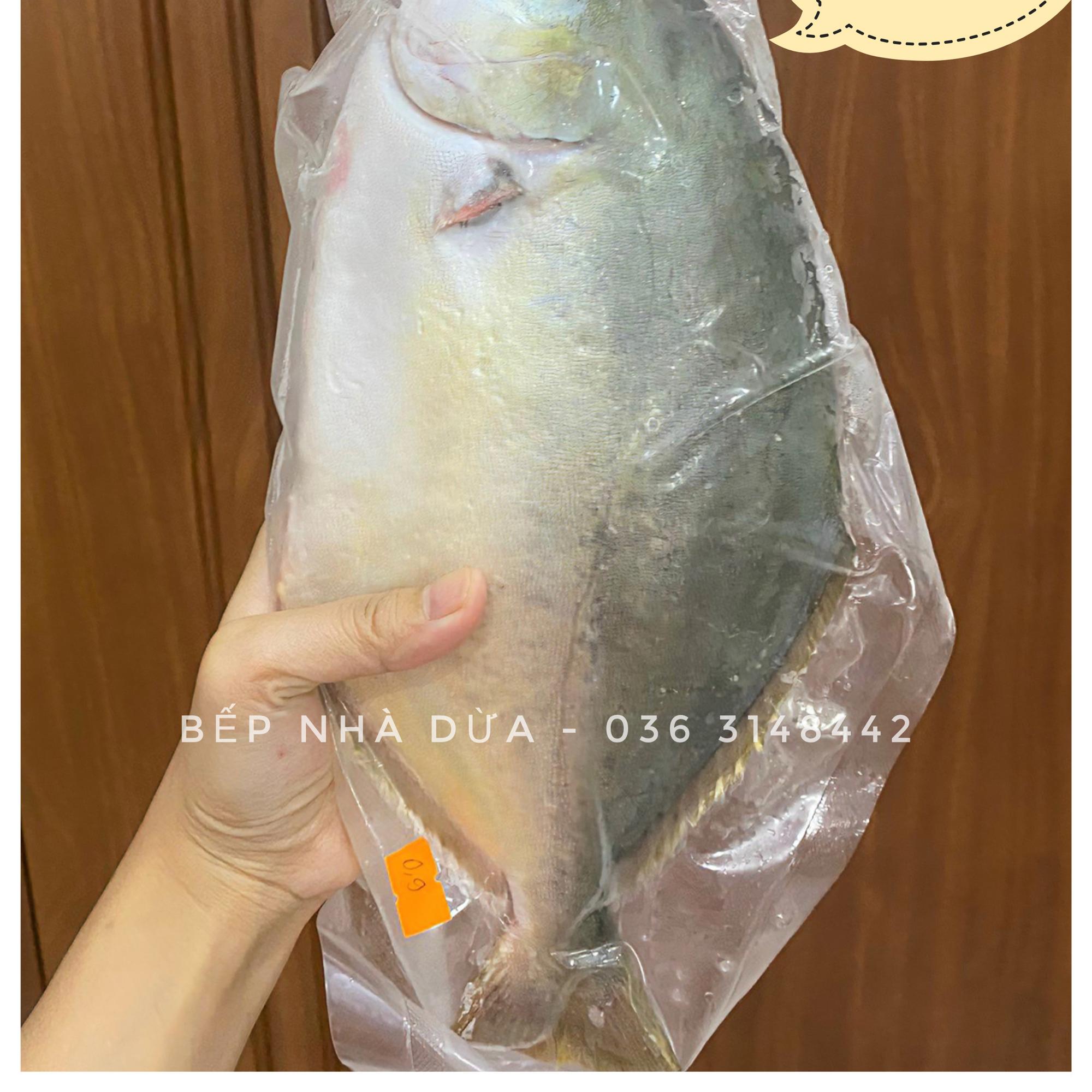 Cá Chim Vàng Anh Biển Tự Nhiên (Size 5-9 lạng/con)-duoc-ban-tai-BẾP NHÀ DỪA