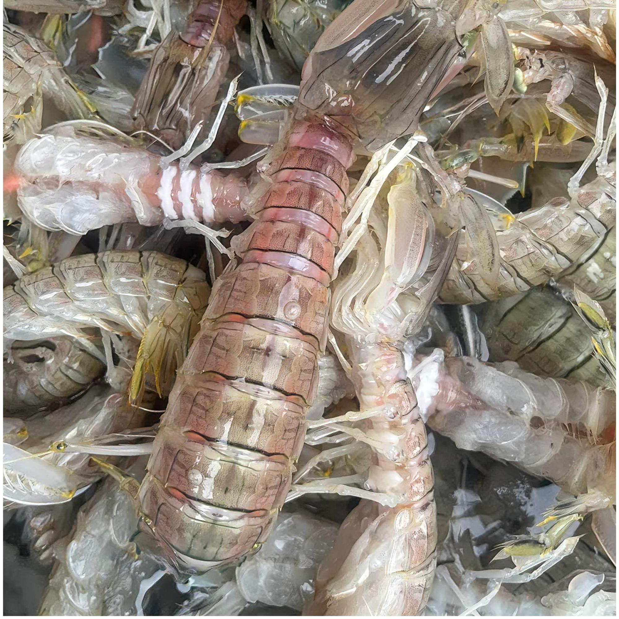 Bề bề khơi nguyên vỏ hấp sơ Size To 12-14c/kg-duoc-ban-tai-BẾP NHÀ DỪA