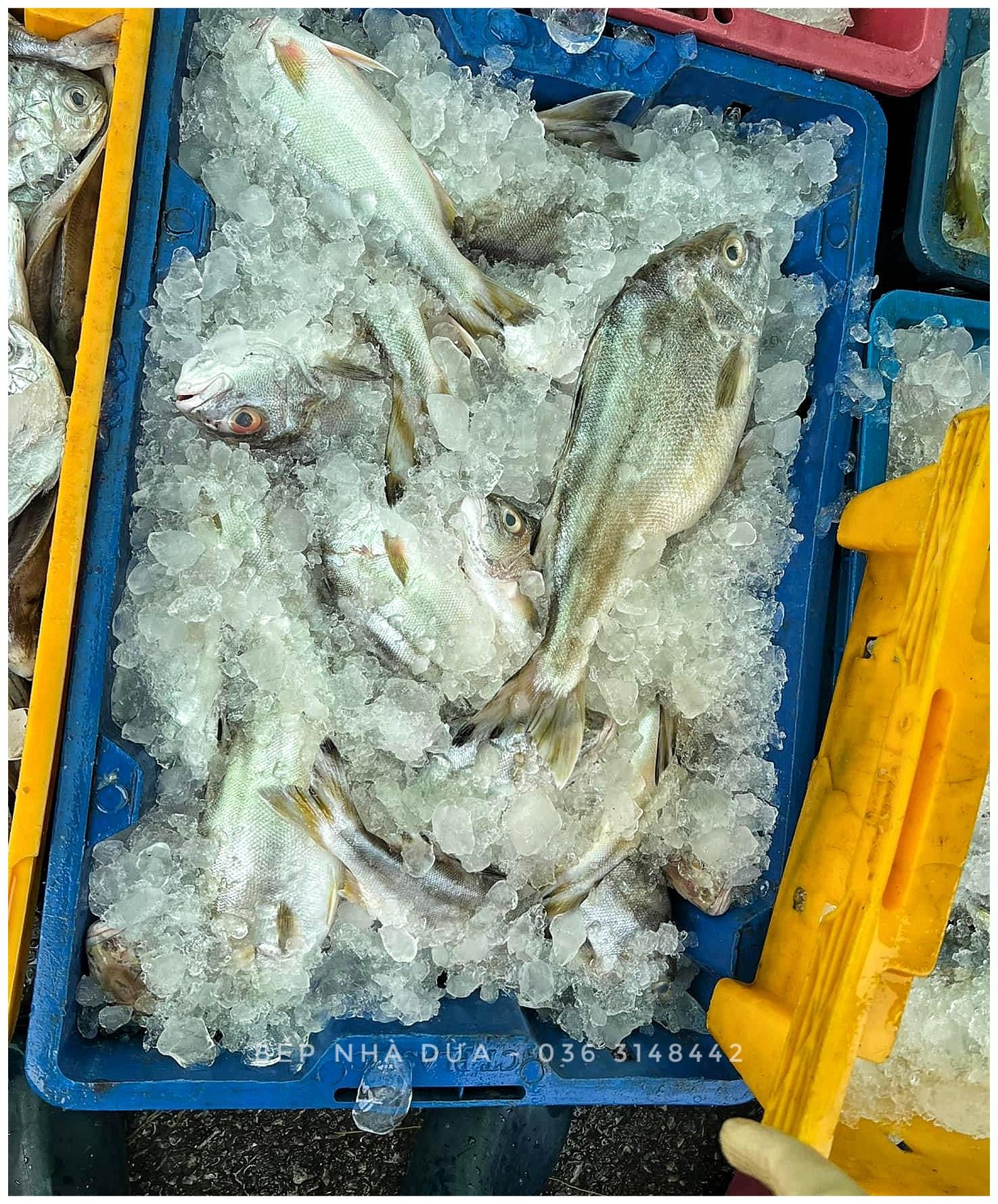 Cá Căng Biển (3-4c/kg)-duoc-ban-tai-BẾP NHÀ DỪA