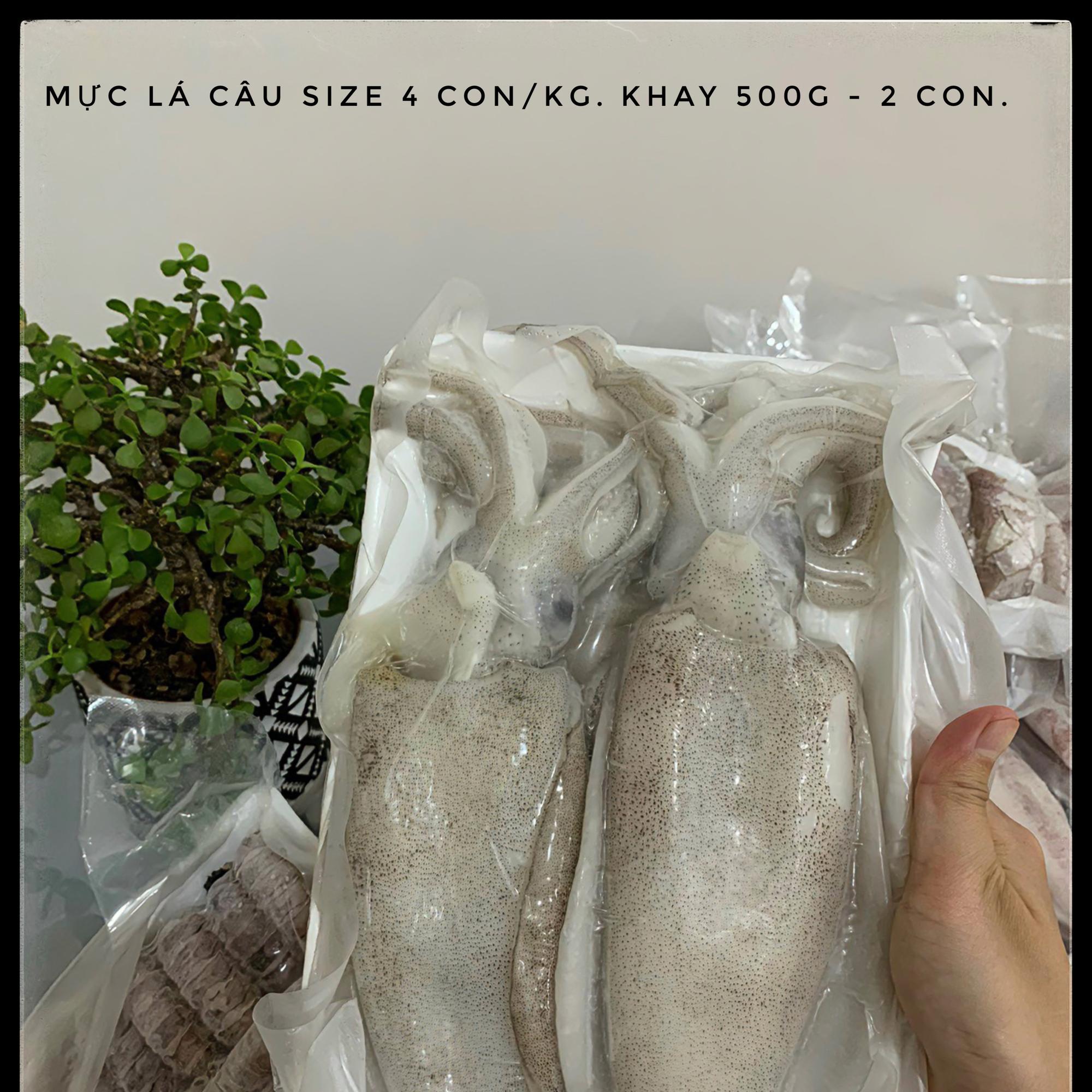 Mực Lá Câu Size 4-6 con/kg-duoc-ban-tai-BẾP NHÀ DỪA