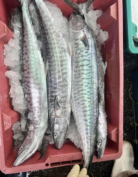 Cá Thu Câu nguyên con size to trên 4kg/con (Hàng order)-duoc-ban-tai-BẾP NHÀ DỪA