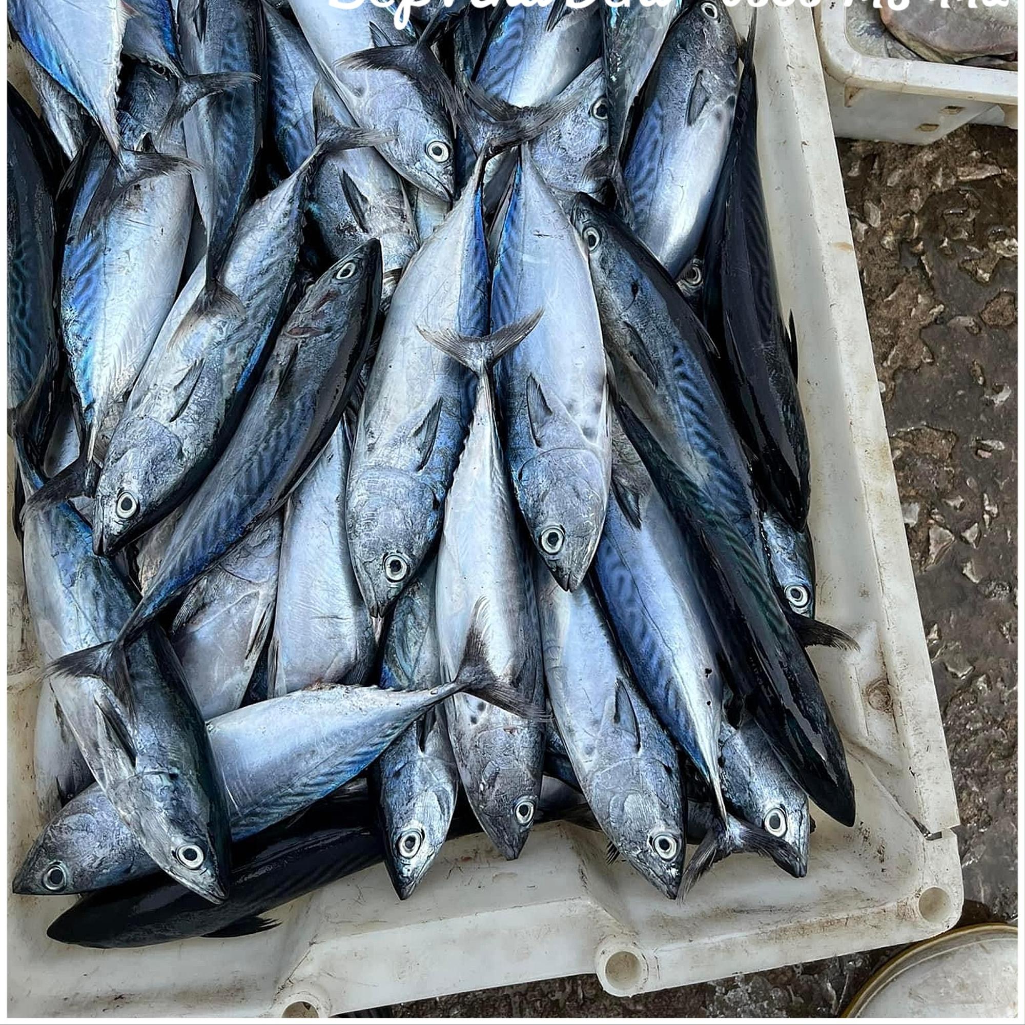 Cá Thu Ù (Cá Ù Ngừ) Size 4-5c/kg-duoc-ban-tai-BẾP NHÀ DỪA