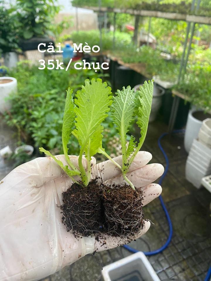 Cải mèo xanh-duoc-ban-tai-0966700440