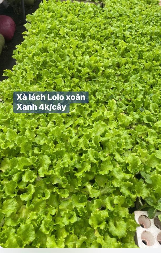 Lolo xoăn xanh ( y)-duoc-ban-tai-0966700440
