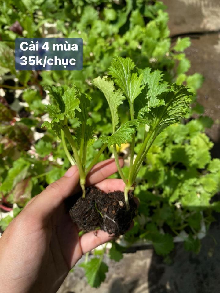 Cải 4 mùa-duoc-ban-tai-0966700440