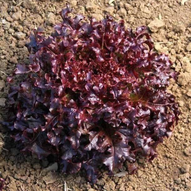 Xà lách sồi đỏ ( oakleaf )-duoc-ban-tai-0966700440