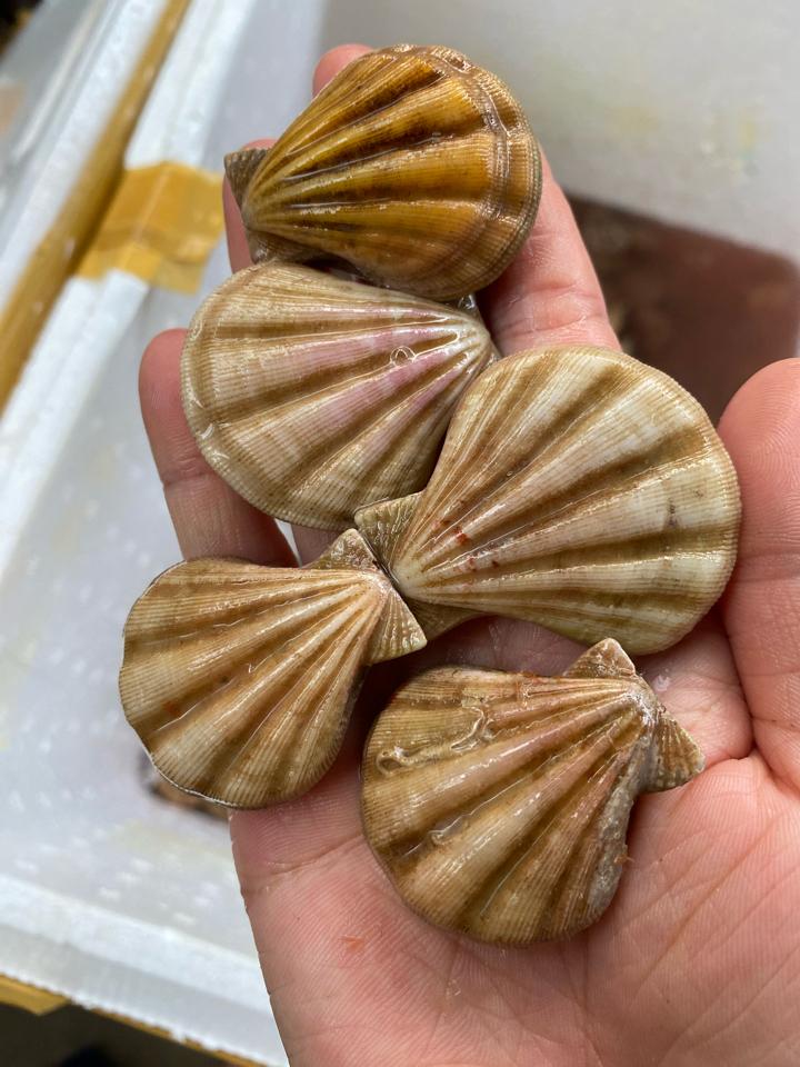 Sò kim cương-duoc-ban-tai-Hải sản Kim Uyên