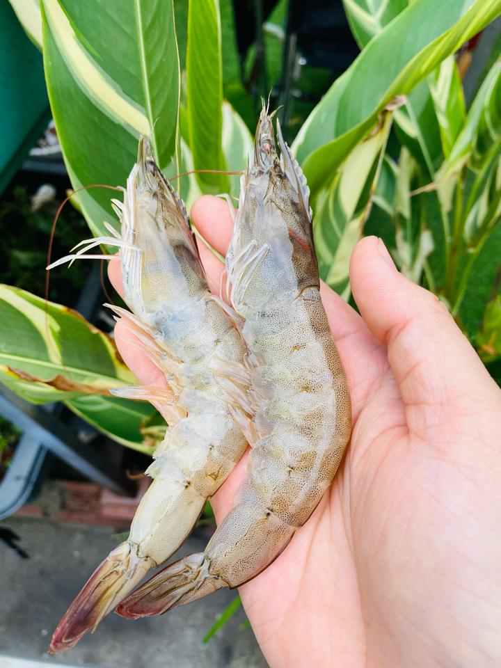 Tôm thẻ lớn-duoc-ban-tai-Hải sản Kim Uyên