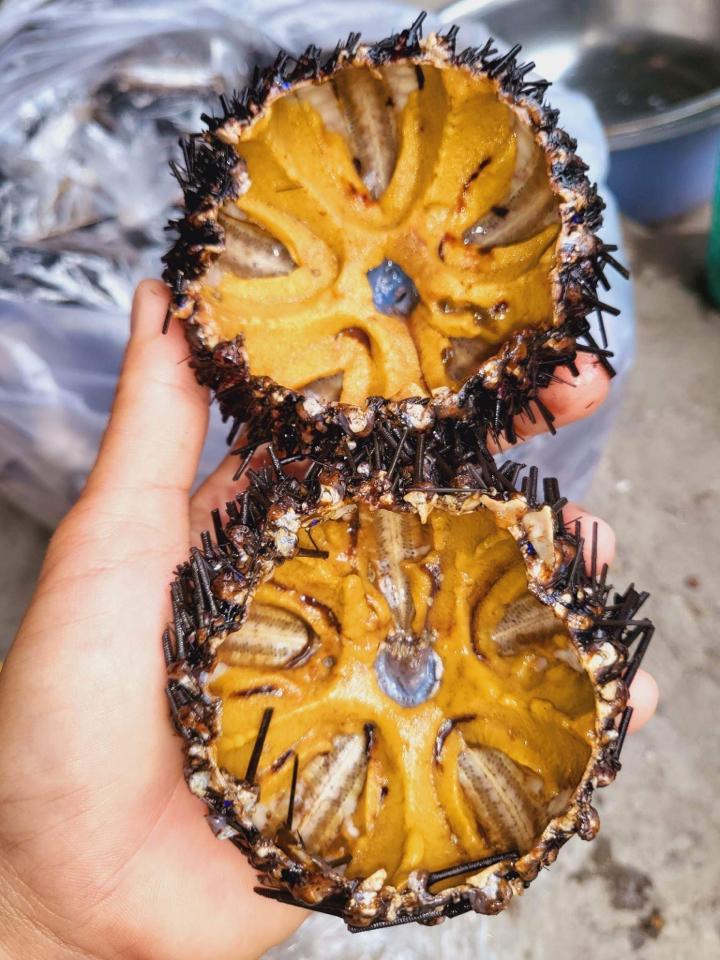 Nhum biển-duoc-ban-tai-Hải sản Kim Uyên