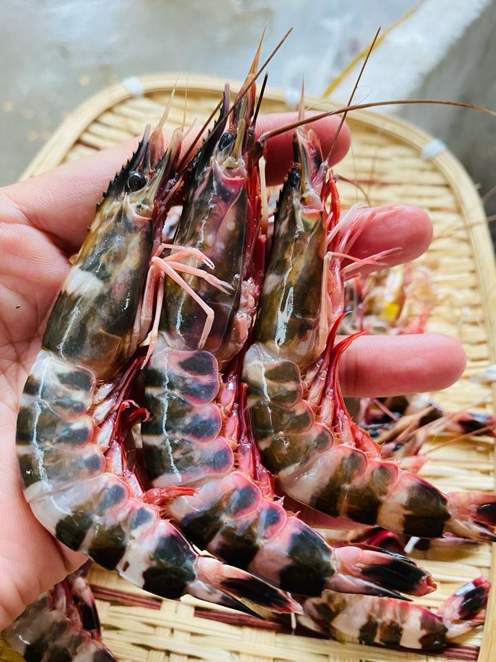 Tôm biển-duoc-ban-tai-Hải sản Kim Uyên