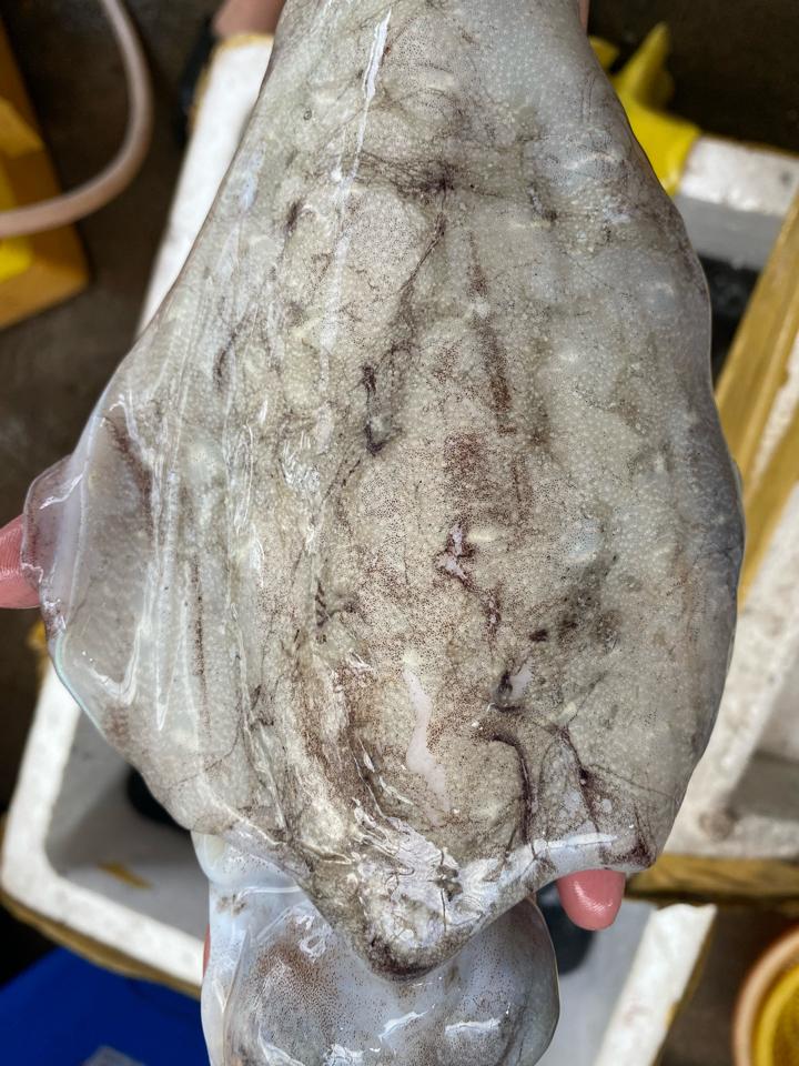 Mực nang lớn 2-3 con-duoc-ban-tai-Hải sản Kim Uyên