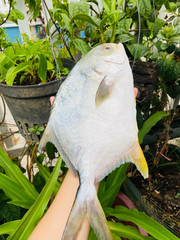 Cá chim trắng-duoc-ban-tai-Hải sản Kim Uyên