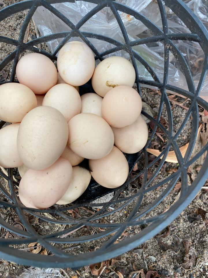 Trứng vịt-duoc-ban-tai-Hải sản Kim Uyên