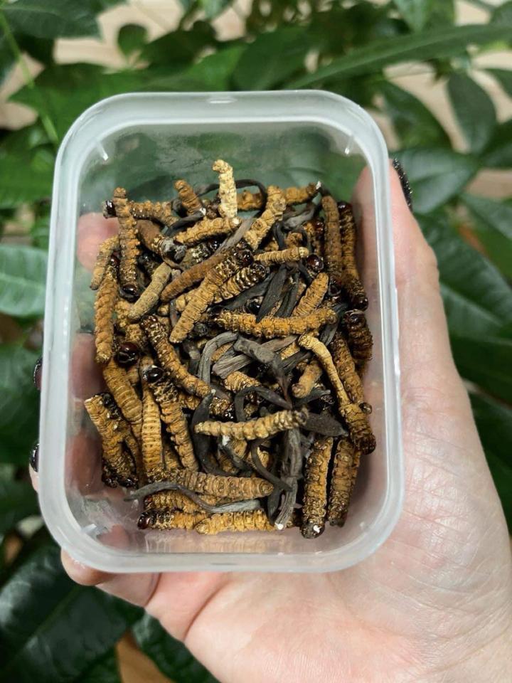 Đông trùng hạ thảo mắt đỏ Bhutan gẫy các size-duoc-ban-tai-Phương Thuý Store