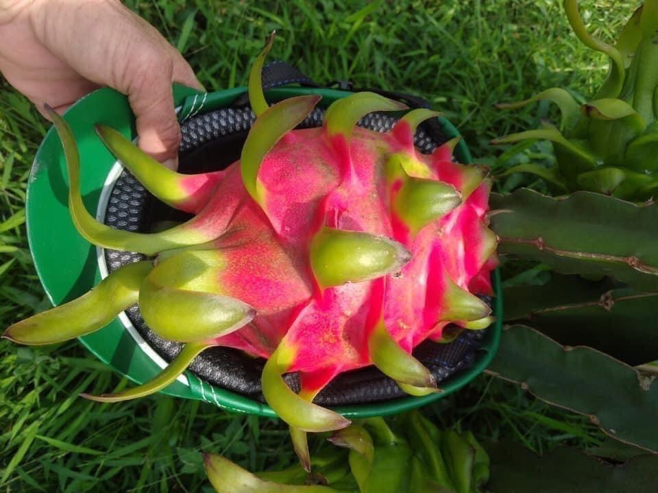 Thanh Long đỏ hàng XK-duoc-ban-tai-Anle Hoàng Yến Fruits