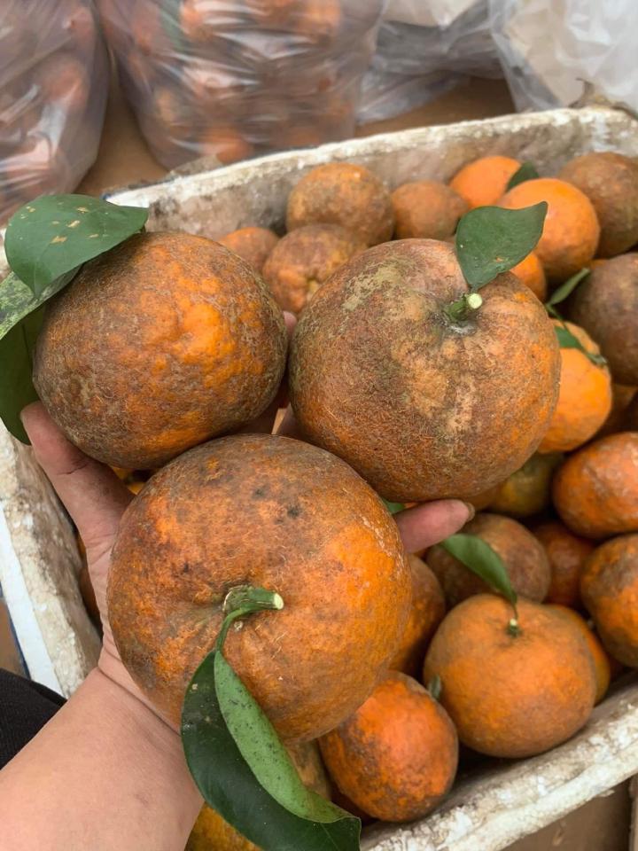 Cam mật Hà Giang-duoc-ban-tai-Anle Hoàng Yến Fruits