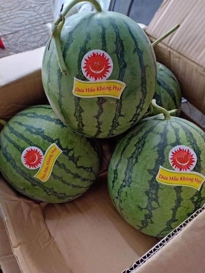 Dưa Hấu Ko Hạt Mặt Trời-duoc-ban-tai-Anle Hoàng Yến Fruits
