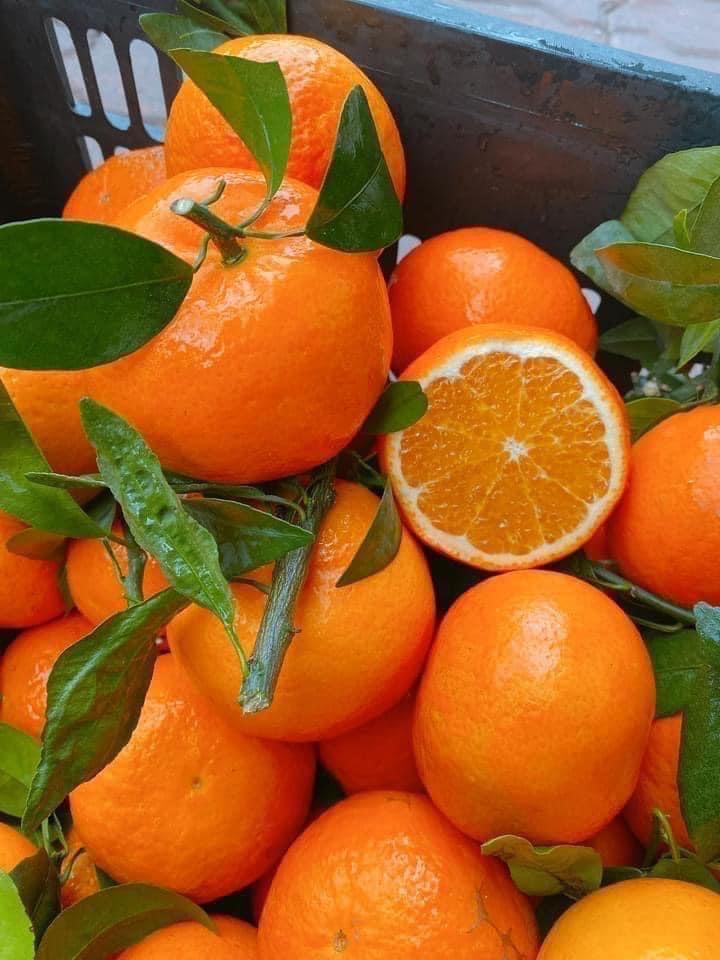Quýt Ôn Châu-duoc-ban-tai-Anle Hoàng Yến Fruits