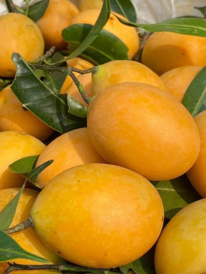 Thanh Trà Thái-duoc-ban-tai-Anle Hoàng Yến Fruits