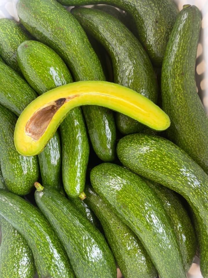 Bơ 034 -duoc-ban-tai-Anle Hoàng Yến Fruits