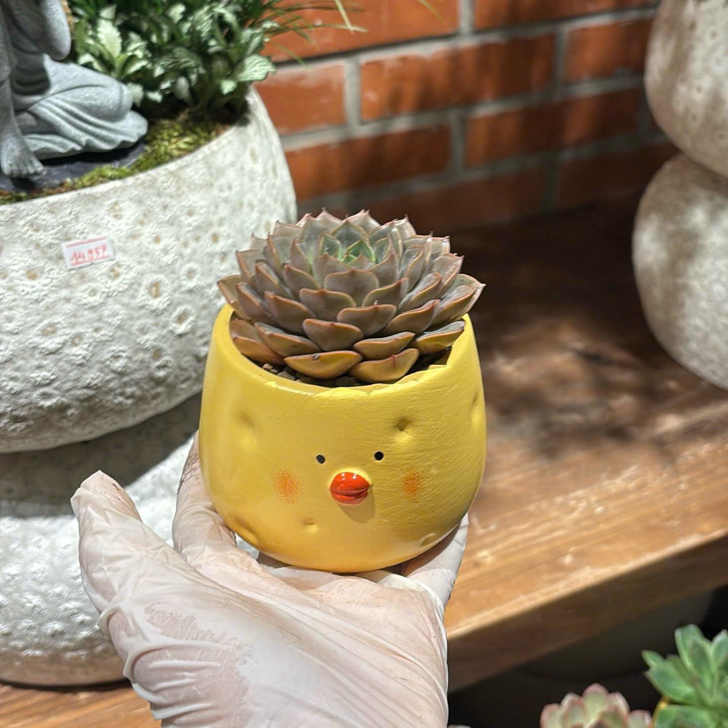 Sen đá gà chese-duoc-ban-tai-Camy Garden - Cây Xinh Hà Nội