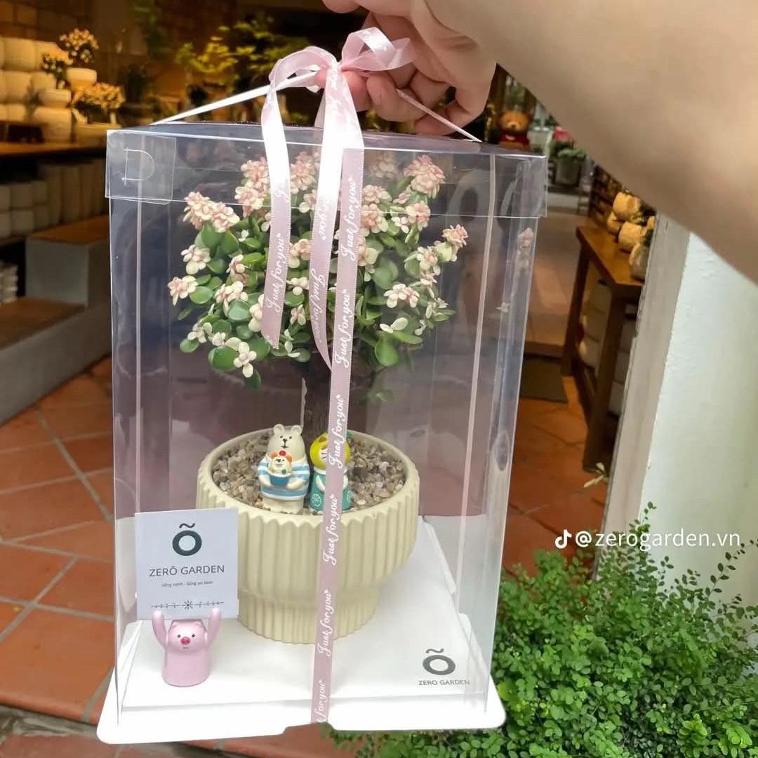 Hộp mikka trong suốt-duoc-ban-tai-Camy Garden - Cây Xinh Hà Nội