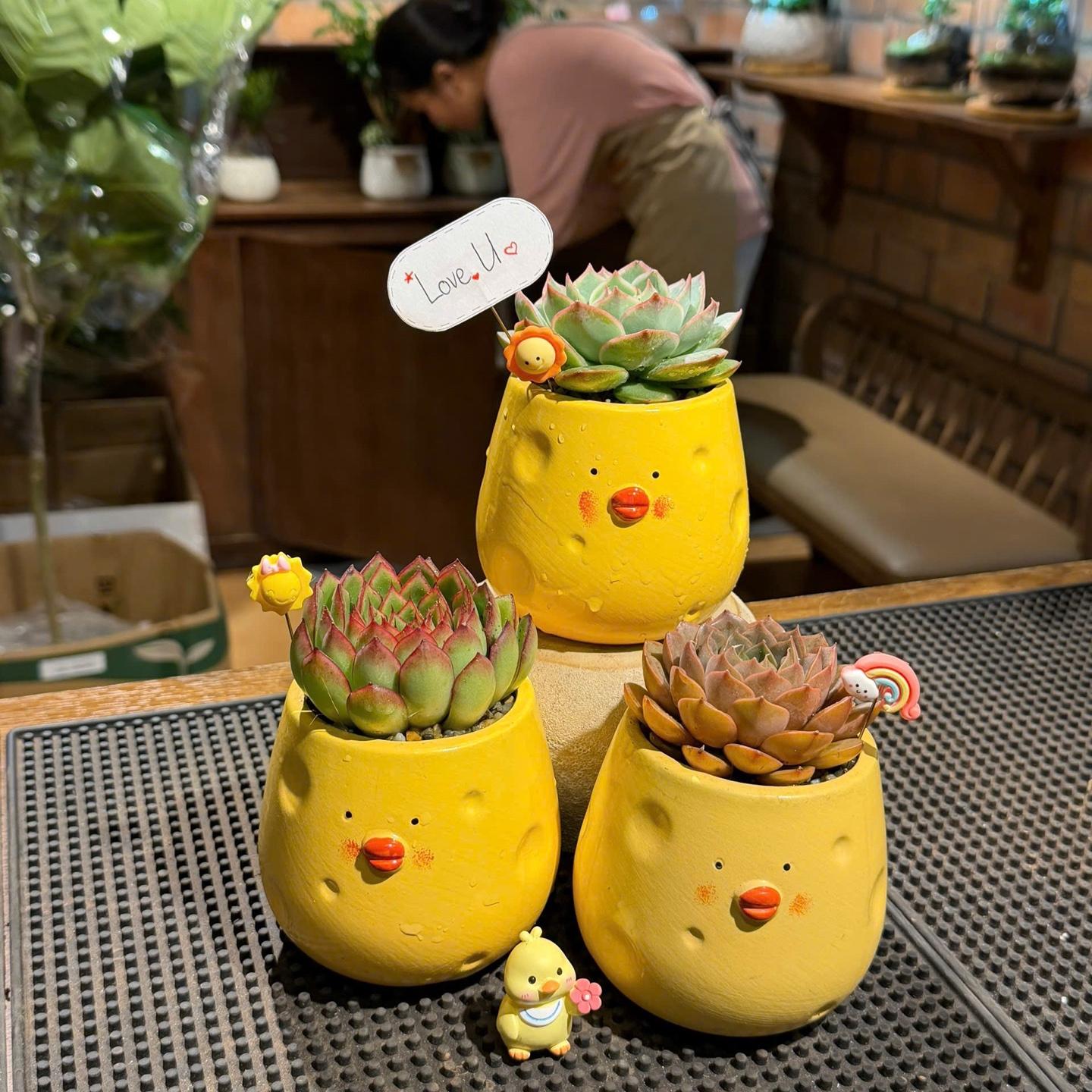 Sen đá gà chese -duoc-ban-tai-Camy Garden - Cây Xinh Hà Nội