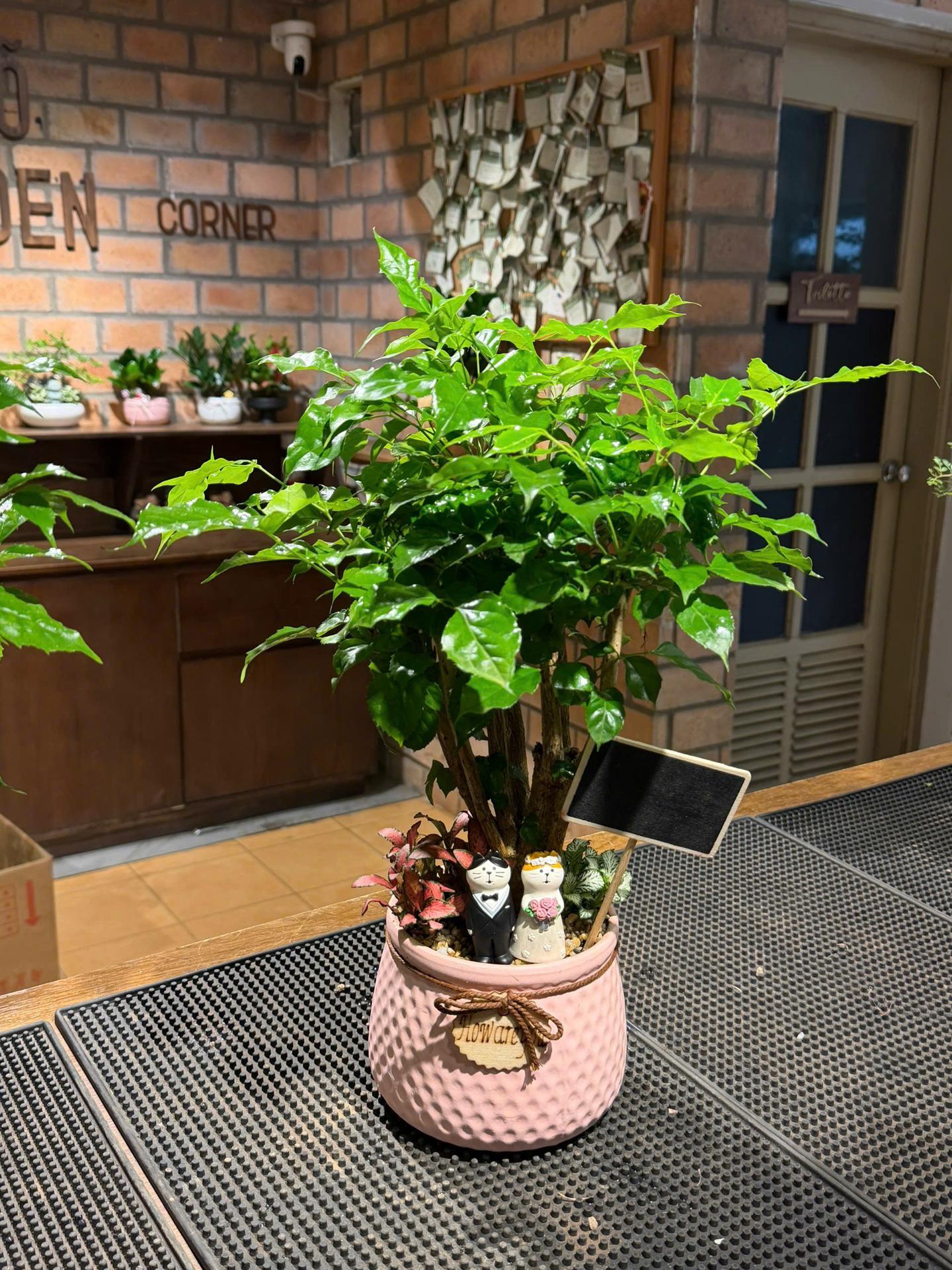 Hạnh phúc chậu nơ-duoc-ban-tai-Camy Garden - Cây Xinh Hà Nội