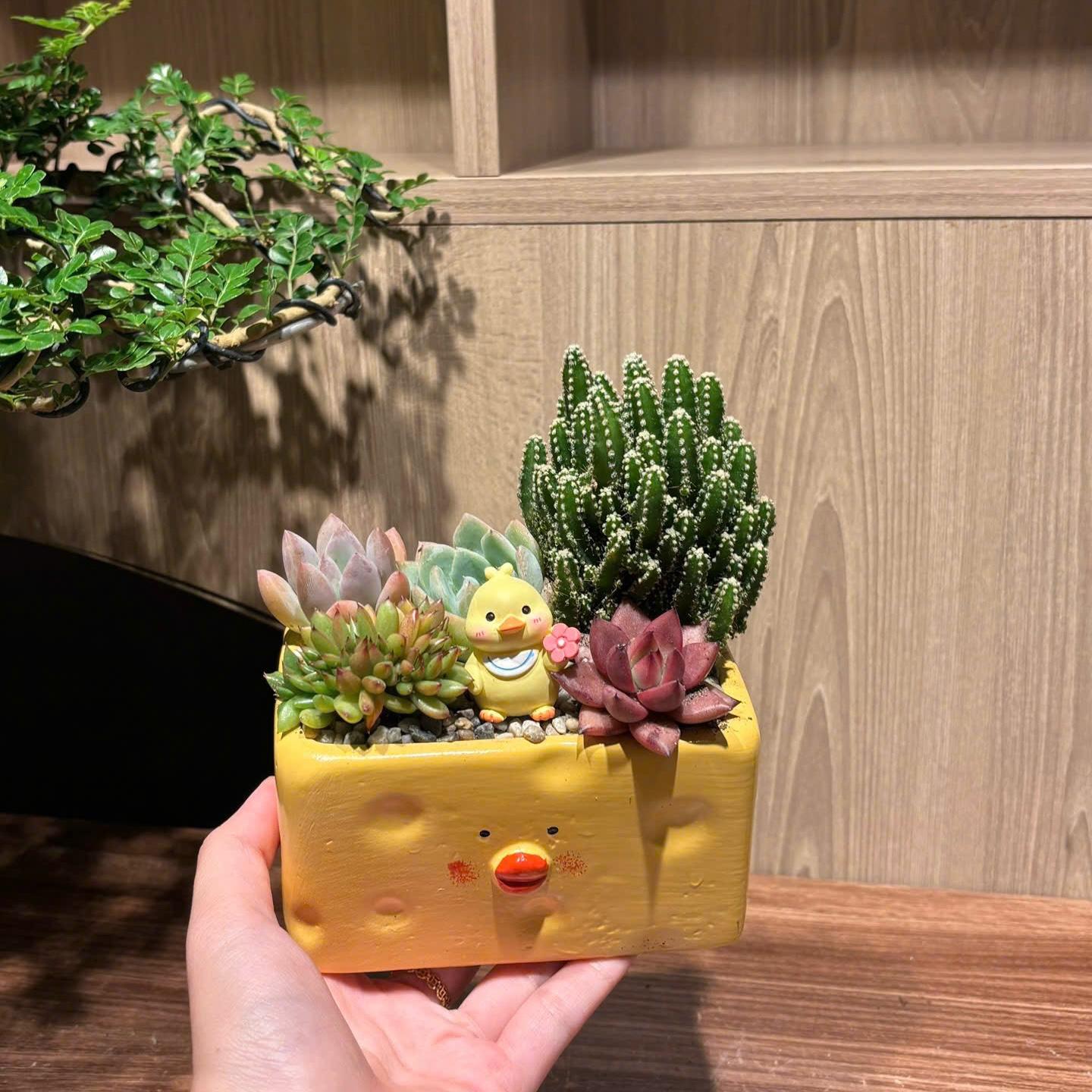 Sen đá gà chữ nhật-duoc-ban-tai-Camy Garden - Cây Xinh Hà Nội