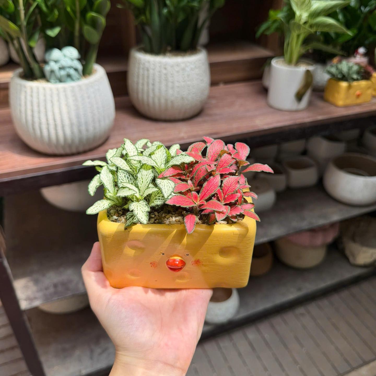 Cẩm nhung gà chese chậu chữ nhật-duoc-ban-tai-Camy Garden - Cây Xinh Hà Nội