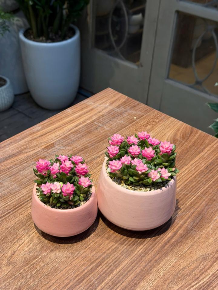 Hồng sao chậu kc size L-duoc-ban-tai-Camy Garden - Cây Xinh Hà Nội