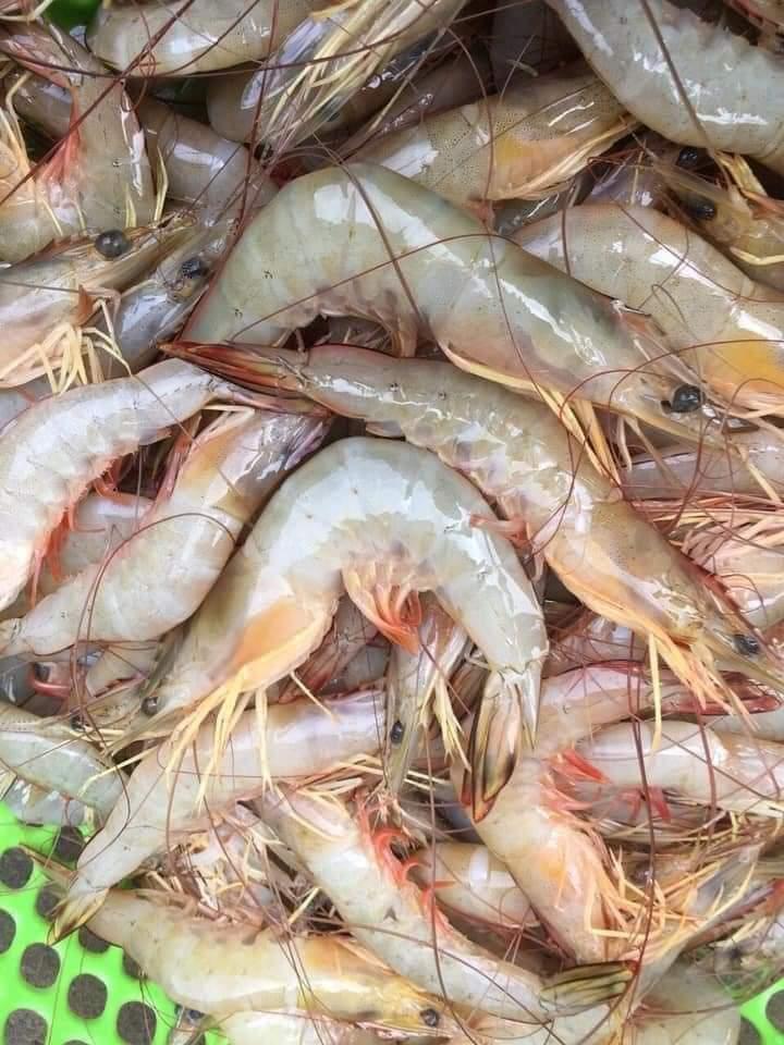 Tôm he biển-duoc-ban-tai-BẾP NHÀ TRANG