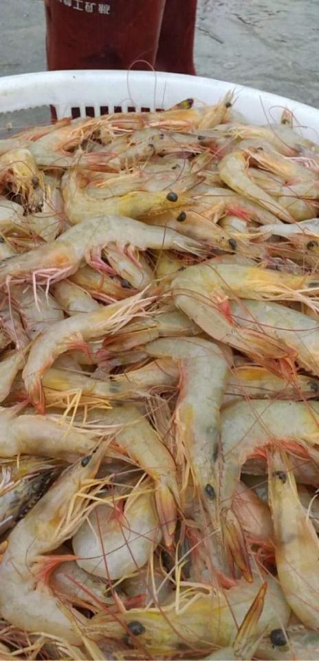 Tôm he biển-duoc-ban-tai-BẾP NHÀ TRANG